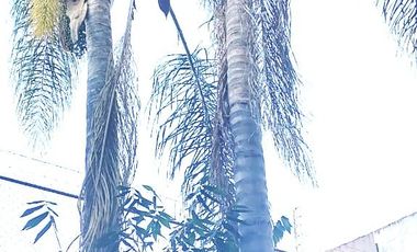 Casa en renta BOSQUE CAMELINAS, amplia, cómoda, excelente ubicación, 3 habitaciones, hermoso jardín.