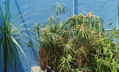 Casa de Una Planta en Venta en La Colonia Americana