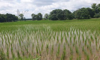 Empty land for sale, size 1 rai 294.5 sq wa, main road, Mae Kham Subdistrict, Mae Chan District, Chiang Rai.