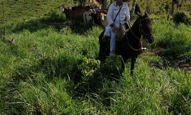 Venta Finca Ganadera y Agrícola San Roque Antioquia