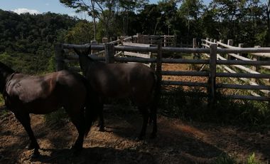 Venta Finca Ganadera y Agrícola San Roque Antioquia