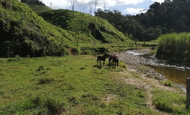 Venta Finca Ganadera y Agrícola San Roque Antioquia
