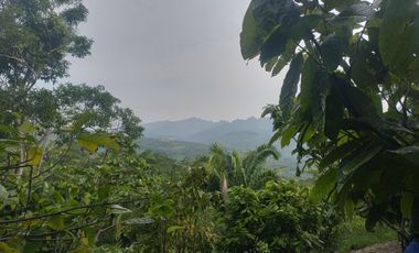 MAS DE 1 HA y Media con Cacao abundante y quebrada a 20 minutos de TPP