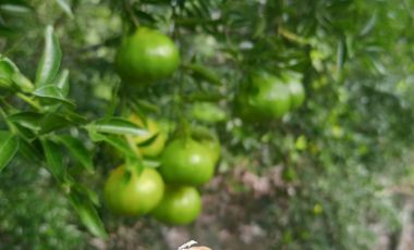 MAS DE 1 HA y Media con Cacao abundante y quebrada a 20 minutos de TPP