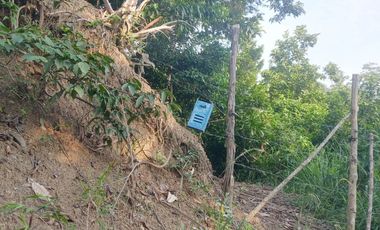 MAS DE 1 HA y Media con Cacao abundante y quebrada a 20 minutos de TPP