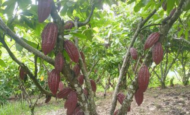 MAS DE 1 HA y Media con Cacao abundante y quebrada a 20 minutos de TPP