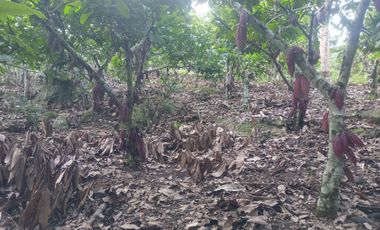 MAS DE 1 HA y Media con Cacao abundante y quebrada a 20 minutos de TPP
