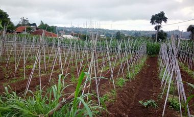 7000 M2 Tanah Kebun View Bagus, Bonus Villa, Pakuhaji, Bandung Barat.
