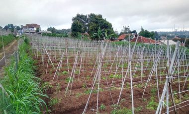 7000 M2 Tanah Kebun View Bagus, Bonus Villa, Pakuhaji, Bandung Barat.