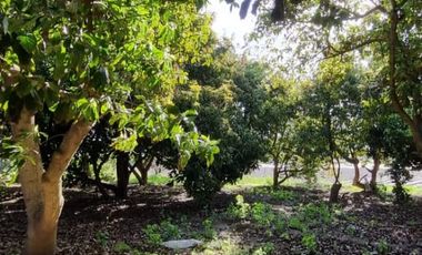 Se Vende Terreno Con Casa Para Ampliar Más Plantaciones