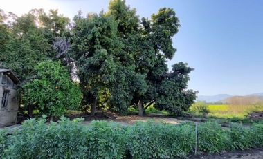Se Vende Terreno Con Casa Para Ampliar Más Plantaciones