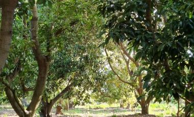 Se Vende Terreno Con Casa Para Ampliar Más Plantaciones