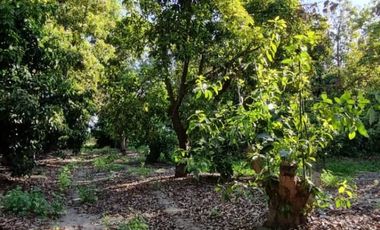 Se Vende Terreno Con Casa Para Ampliar Más Plantaciones