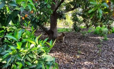 Se Vende Terreno Con Casa Para Ampliar Más Plantaciones
