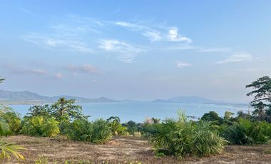 1 rai of palm plantation land with a hillside sea and mountain view for sale in Takua Thung, Phang Nga.