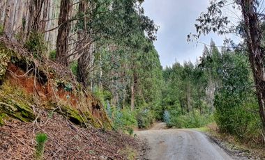Venta de Dos Parcelas de 20,6 y 36,7 ha c/u en sector tres bocas a 27 km de Valdivia, Corral