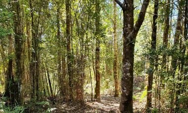 Venta de Dos Parcelas de 20,6 y 36,7 ha c/u en sector tres bocas a 27 km de Valdivia, Corral