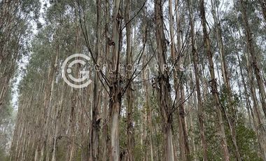 CAMPO CON PLANTACION DE EUCALYPTUS
