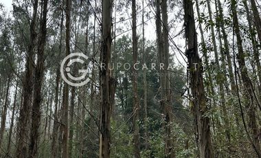 CAMPO CON PLANTACION DE EUCALYPTUS