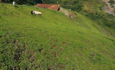 Venta Finca Ganadera y Agrícola Angelópolis Antioquia