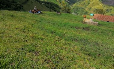 Venta Finca Ganadera y Agrícola Angelópolis Antioquia