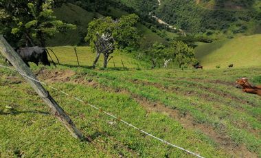 Venta Finca Ganadera y Agrícola Angelópolis Antioquia