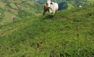 Venta Finca Ganadera y Agrícola Angelópolis Antioquia
