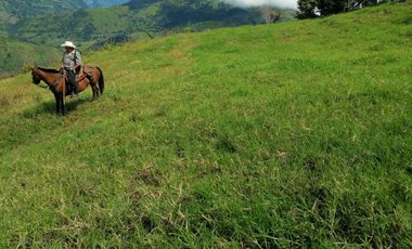 Venta Finca Ganadera y Agrícola Angelópolis Antioquia