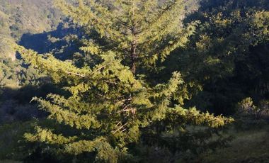 HERMOSO TERRENO EN OMITLAN $228 EL M2