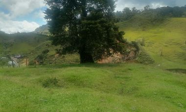Venta Finca Ganadera y Agrícola Santo Domingo Antioquia