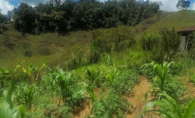 Venta Finca Ganadera y Agrícola Santo Domingo Antioquia