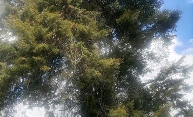 Venta Finca Ganadera y Agrícola Santo Domingo Antioquia