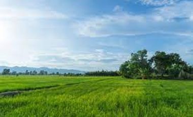 6057 FARM LAND IN PANSANHAN LAGUNA FOR SALE 6057 FARM LAND IN PANSANHAN LAGUNA FOR SALE   1200- PSER SQM   CLEAN TITLE  Images is for  presentation only