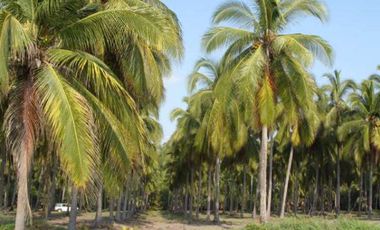 Pantla cerca Ixtapa 6 Has en venta con 300 m2 frente de playa T537