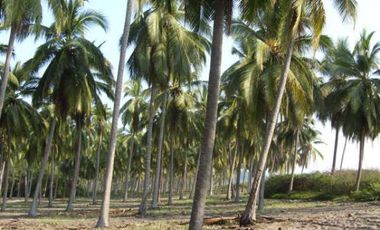 Pantla cerca Ixtapa 6 Has en venta con 300 m2 frente de playa T537