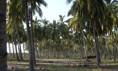 Pantla cerca Ixtapa 6 Has en venta con 300 m2 frente de playa T537