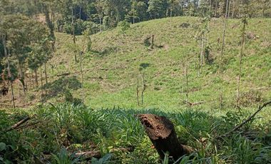Terreno en venta Pastaza - Puyo ideal para cultivo