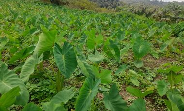 Terreno en venta Pastaza - Puyo ideal para cultivo