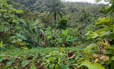 Terreno en venta Pastaza - Puyo ideal para cultivo