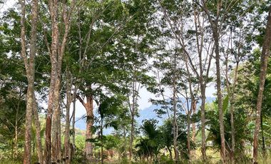 Almost 11 rai of rubber plantation with a mountain view near Natai Beach is for sale in Phang Nga.