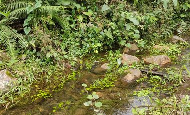 Vendo quinta de 03 hectáreas, sector La Libertad del Toachi, Santo Domingo