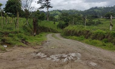 Vendo quinta de 03 hectáreas, sector La Libertad del Toachi, Santo Domingo