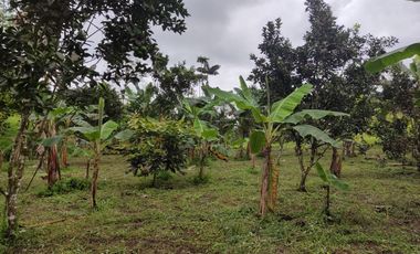 Vendo quinta de 03 hectáreas, sector La Libertad del Toachi, Santo Domingo