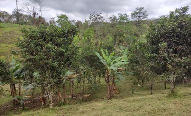 Vendo quinta de 03 hectáreas, sector La Libertad del Toachi, Santo Domingo