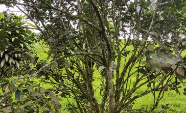 Vendo quinta de 03 hectáreas, sector La Libertad del Toachi, Santo Domingo