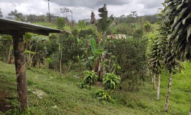 Vendo quinta de 03 hectáreas, sector La Libertad del Toachi, Santo Domingo