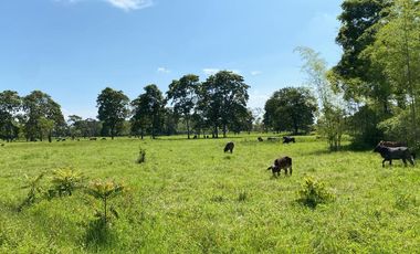 Finca de Venta - SECTOR LA LUCHA EN LOS RIOS