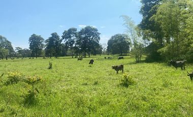 Finca de Venta - SECTOR LA LUCHA EN LOS RIOS