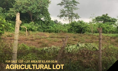 Tiaong Quezon Agricultural Land at Lot Area of 63,499 For Sale