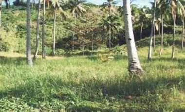 FOR SALE!20-60 Hectares Agricultural Land Good for Resort Development at Bararing, El Nido, Palawan